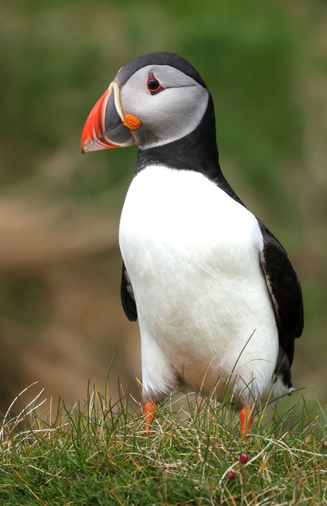 A Puffin on Lunga Island, Scotland, United Kingdom